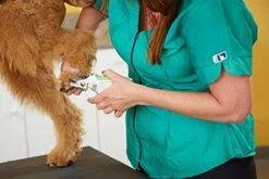 Andis Nail Clipper - Large -Grooming Tools Sales AN 68575 2