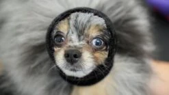 Happy Hoodie Black, X-Small -Grooming Tools Sales HH 00 BK 2