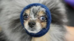 Happy Hoodie Blue, X-Small 12 Happy Hoodie Blue, X-Small -Grooming Tools Sales HH 00 BU 2