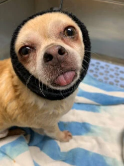 Happy Hoodie Blue, X-Small 13 Happy Hoodie Blue, X-Small -Grooming Tools Sales HH 00 BU 3