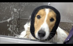 Happy Hoodie Black, Large -Grooming Tools Sales HH 01L BK 8