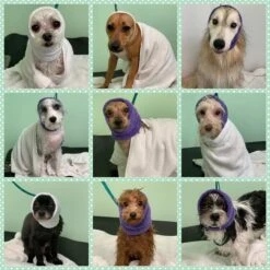 Happy Hoodie White, Large -Grooming Tools Sales HH 01L WH 2