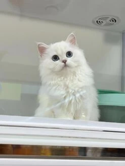 Pilton Smart Cat Cabin Condo C01 21 Pilton Smart Cat Cabin Condo C01 -Grooming Tools Sales PI C01 5