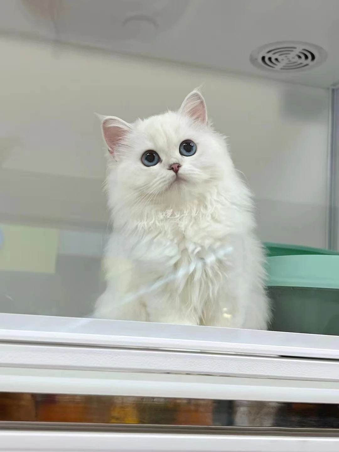 Pilton Smart Cat Cabin Condo C01 11 Pilton Smart Cat Cabin Condo C01 - Image 11