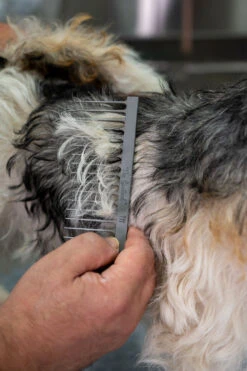 The Sentinel T11 Heavy Duty Comb Wide 17 Cm -Grooming Tools Sales SE 50921 2