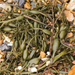 Simply Seaweed Organic Ascophyllum Nodosum 200g