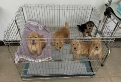 SolidPet 90cm Foldable Stainless Steel Pet Playpen -Grooming Tools Sales SP STC304 347 1 4