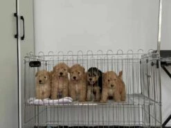 SolidPet 90cm Foldable Stainless Steel Pet Playpen -Grooming Tools Sales SP STC304 347 1 5