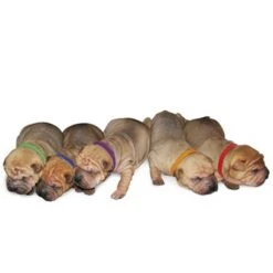 4Pups ID Collars 12 Pcs Pup Collars For Puppies