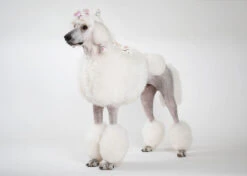 Show Tech Plastic Wraps 15 X 40 Cm Hologram Red 100 Pcs -Grooming Tools Sales ST 94835 3