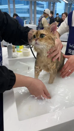 Aeolus Cat Shallow Basin With Cabinet And Smart Faucet [White] -Grooming Tools Sales T BAS150 SET 2