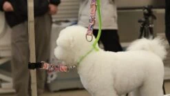 Aeolus Biothane Grooming Extender Strap - Teal