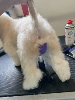 Aeolus Dog Grooming Stand / Saddle For Holding Dogs -Grooming Tools Sales T FT8108SD S 4