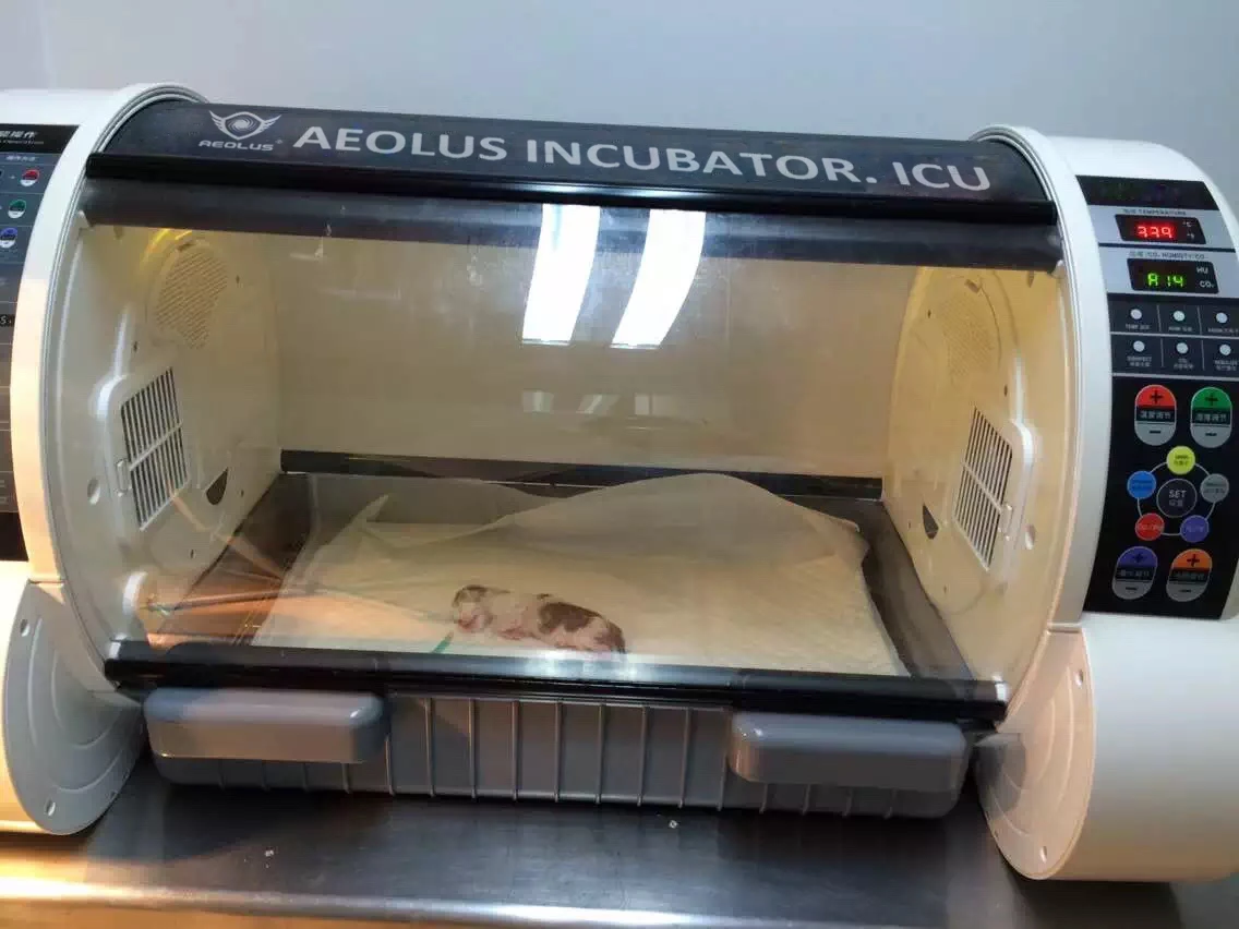 Aeolus Pet Incubator ICU Intensive Care For Small Animals UC1801 + Free Humidifier 11 Aeolus Pet Incubator ICU Intensive Care For Small Animals UC1801 + Free Humidifier - Image 11