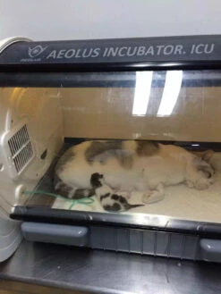 Aeolus Pet Incubator ICU Intensive Care For Small Animals UC1801 + Free Humidifier 20 Aeolus Pet Incubator ICU Intensive Care For Small Animals UC1801 + Free Humidifier -Grooming Tools Sales T UC1801 8