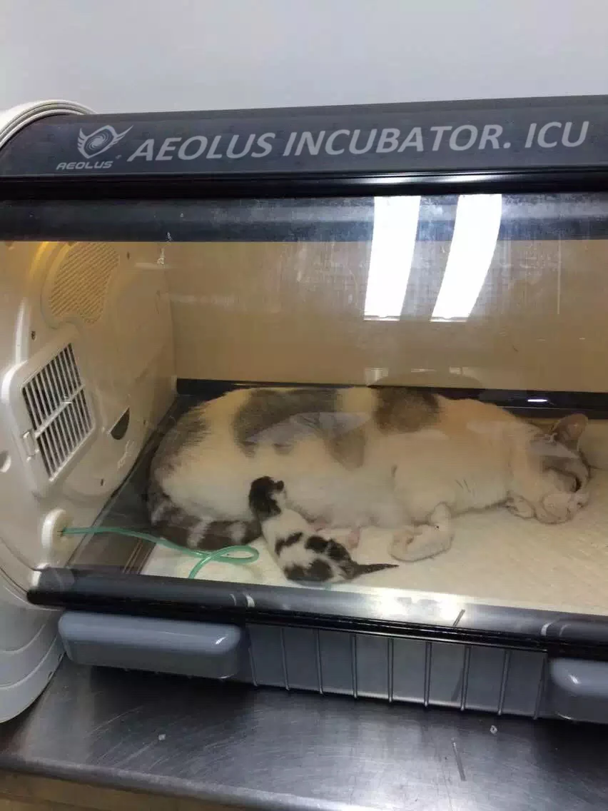 Aeolus Pet Incubator ICU Intensive Care For Small Animals UC1801 + Free Humidifier 9 Aeolus Pet Incubator ICU Intensive Care For Small Animals UC1801 + Free Humidifier - Image 9
