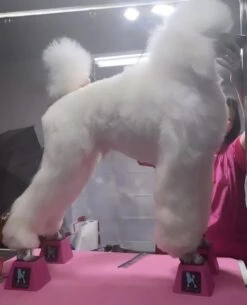 Vanity Fur Stacking Blocks Set Of 4 Large 4" X 4" - Black 11 Vanity Fur Stacking Blocks Set Of 4 Large 4" X 4" - Black -Grooming Tools Sales VF STB BLK L 2