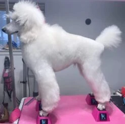 Vanity Fur Stacking Blocks Set Of 4 Large 4" X 4" - Black 14 Vanity Fur Stacking Blocks Set Of 4 Large 4" X 4" - Black -Grooming Tools Sales VF STB BLK L 5