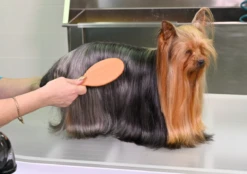 Yento 60-60 Pin Brush